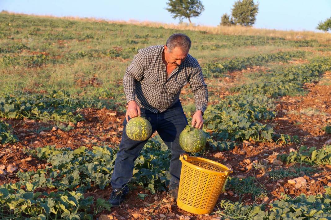 Olgunlaştığı üzerindeki beneklerden anlaşılıyor: Diğerlerinden pahalı! Kilosu pazarda 20-25 liraya satılıyor 7